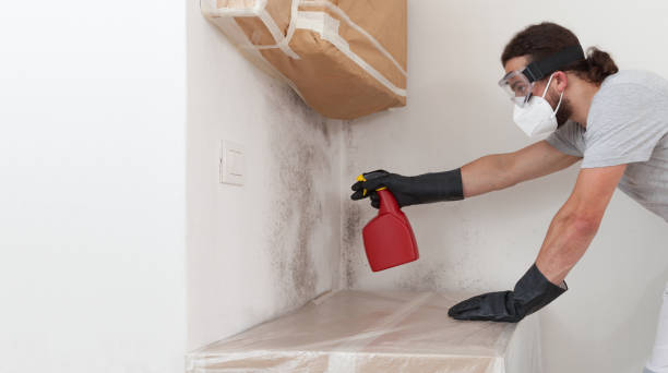Professional Basement Mold Removal technician working in Camden, NJ