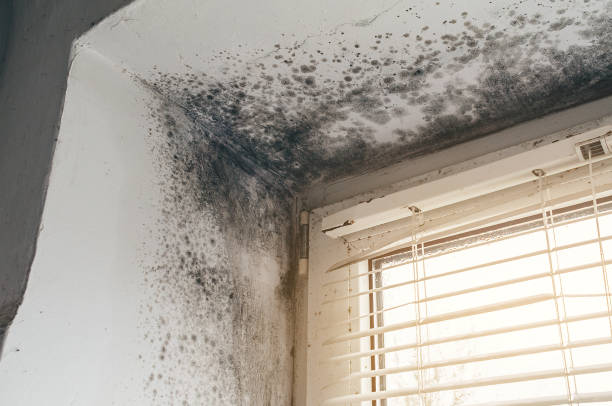 Affordable Basement Mold Removal solutions in Camden, NJ