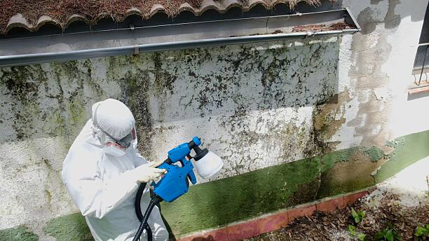 Top rated local Basement Mold Removal specialists in Camden, NJ